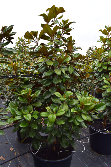 Magnolia Grandiflora var. ‘Teddy Bear’